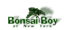 Up To 45% Off Bonsai Trees And Accessories